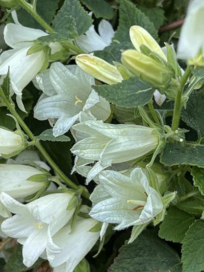 Campanula ochroleuca Mrs. V. Vollenhove