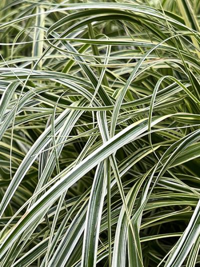 Carex ‘Feather Falls’