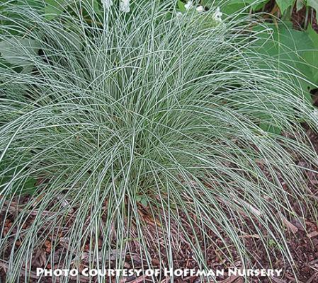 Carex morrowii Silk Tassel