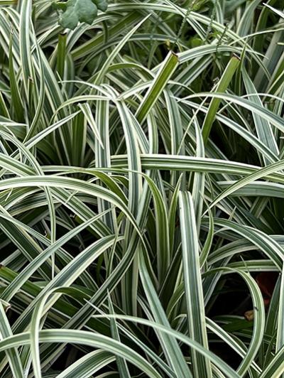 Carex ‘Silver Sceptre’