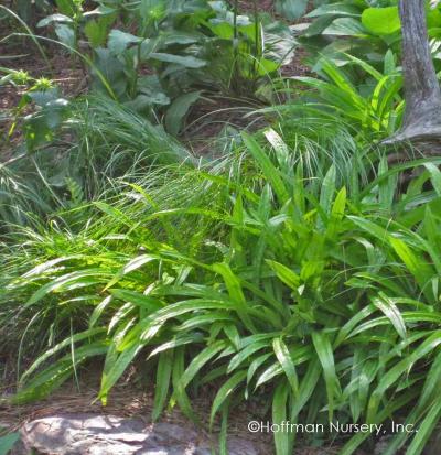 Carex plantaginea