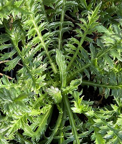 Cephalaria galpiniana