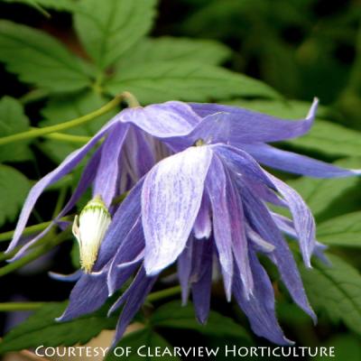 Clematis macropetala ‘Blue Lagoon’