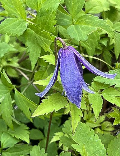 Clematis koreana ‘Brunette’