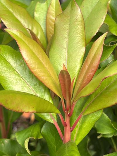 Clethra arborea