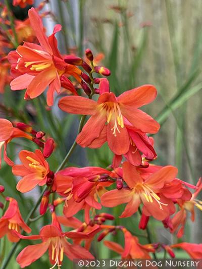 Crocosmia ‘Carmine Brilliant’