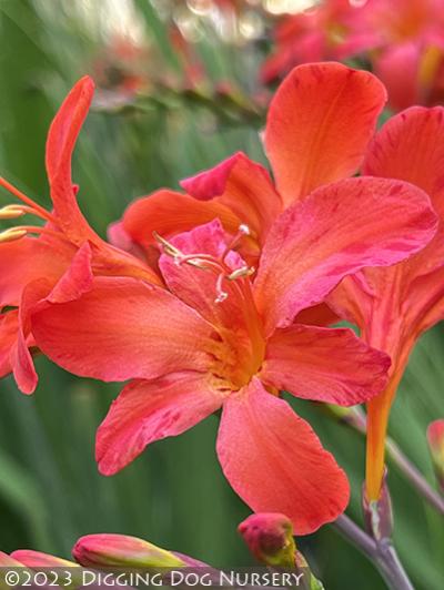 Crocosmia ‘Okavango’