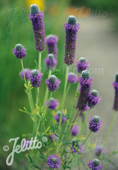 Dalea purpurea Stephanie