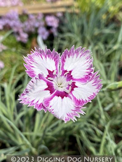 Dianthus ‘Queen of Sheba’