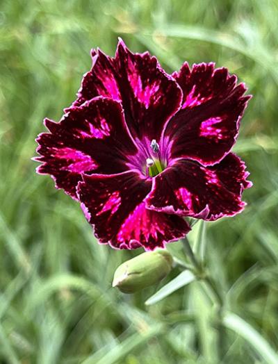 <i>Dianthus</i> ‘Unique’