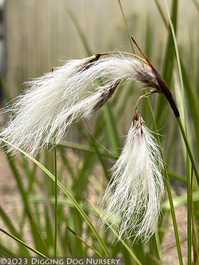 Eriophorum latifolium