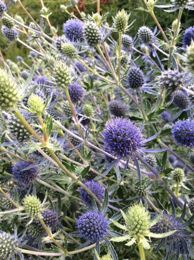 Eryngium planum Blue Glitter