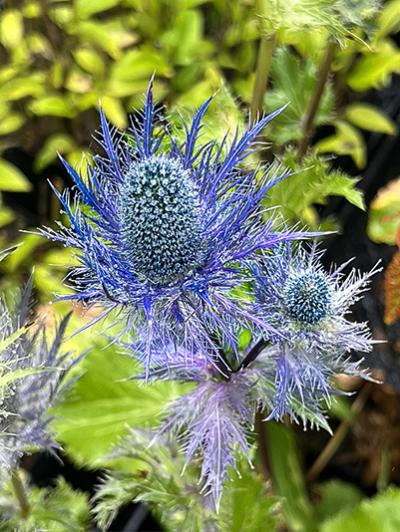 Eryngium Blue Jackpot