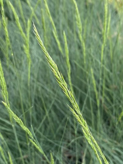 Festuca ssp. ‘Eilers Beauty’