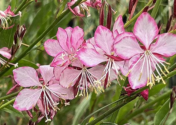 Gaura lindheimeri ‘Rosy Jane’