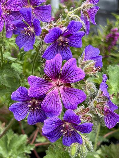 Geranium magnificum Blue Blood