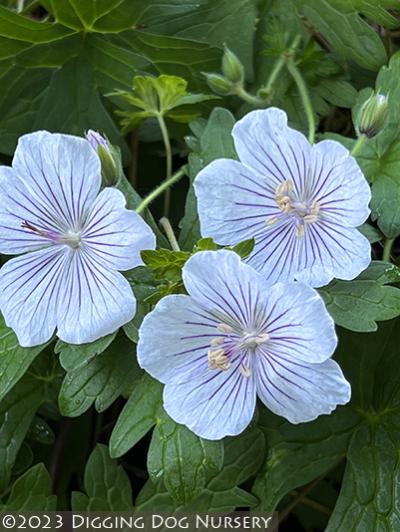 Geranium himalayense ‘Derrick Cook’