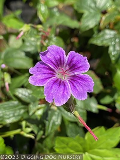 Geranium nodosum Svelte Lilac