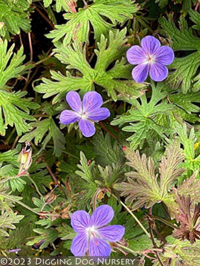 Geranium pratense Kaya