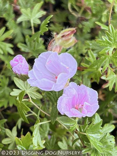 Geranium sanguineum ‘Apfelblute’