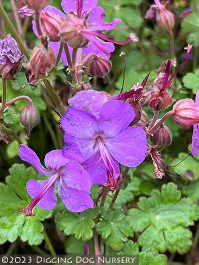 Geranium cantabrigiense Rosalina