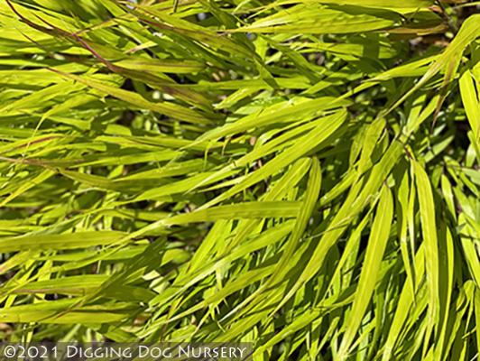 Hakonechloa macra