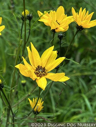 Helianthus salicifolius