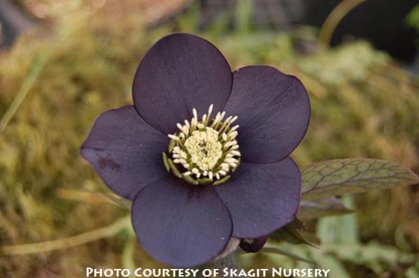 Helleborus hybridus Black Diamond