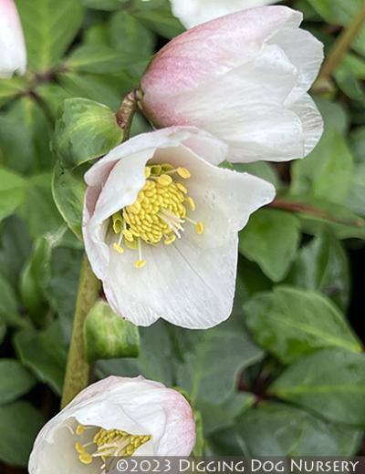 Helleborus HGC Diva