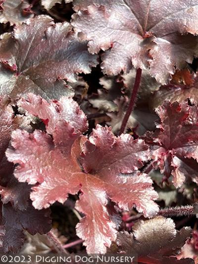 Heuchera ‘Taffeta’