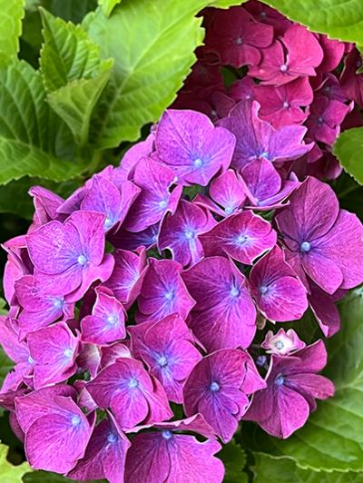 Hydrangea macrophylla Masja