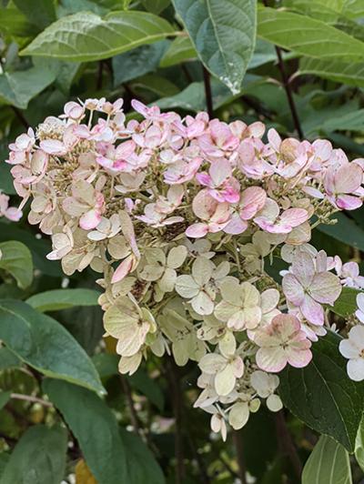 Hydrangea paniculata Pink Diamond