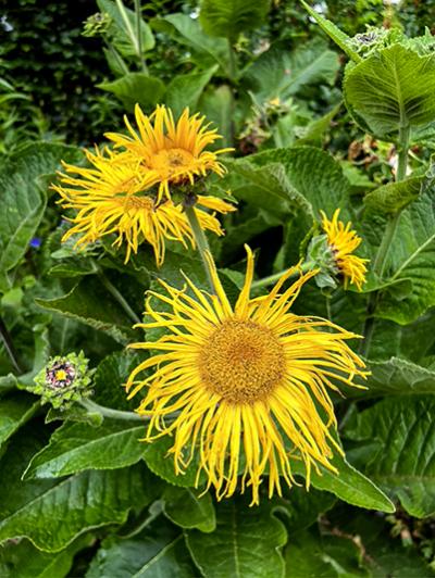 Inula racemosa ‘Sonnenspeer’