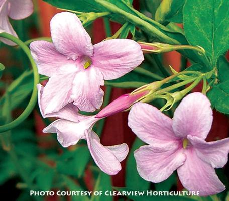 Jasminum stephanense