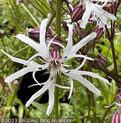 Lychnis flo-cuculi White Robin