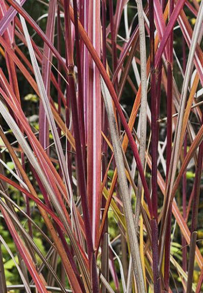 Miscanthus sinensis ‘Kaskade’