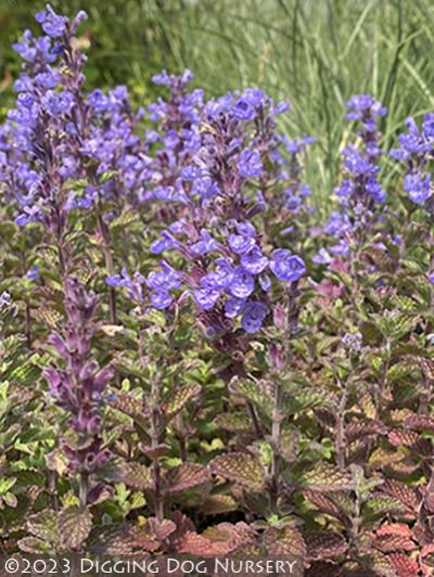 Nepeta faassenii Purrsian Blue