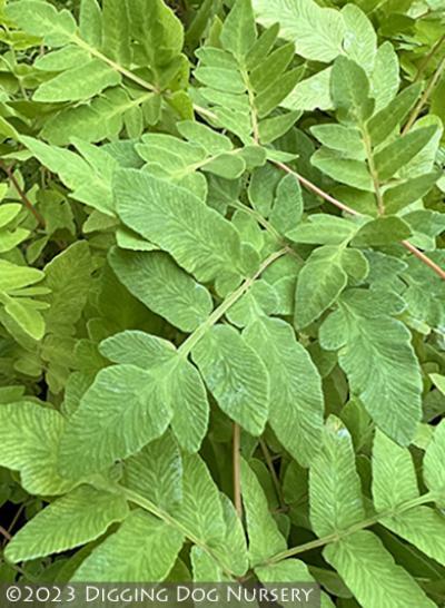 Osmunda regalis Purpurascens