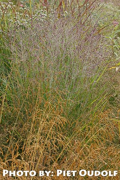 Panicum virgatum Purple Tears