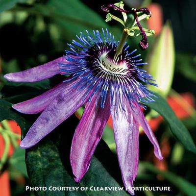 Passiflora Lavender Lady