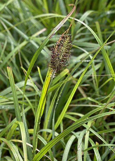 Pennisetum alopecuroides ‘Ginger Love’