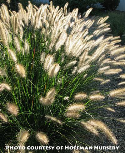 Pennisetum alopecuroides Cassian