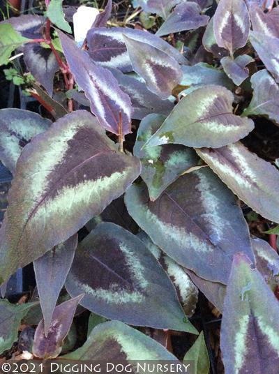 Persicaria microcephala ‘Red Dragon’