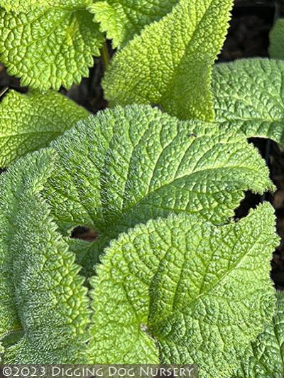 Phlomis tuberosa Amazone