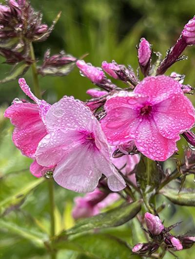 Phlox paniculata ‘Olenka’