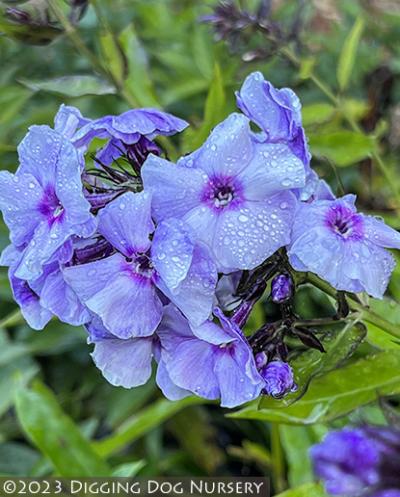 Phlox paniculata Countess of Schwerin