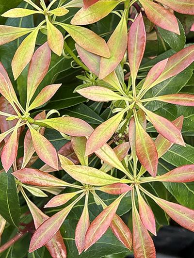 Pieris japonica Valley Rose