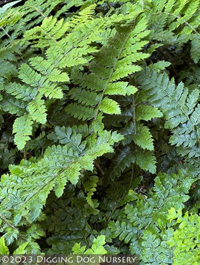 Polystichum polyblepharum