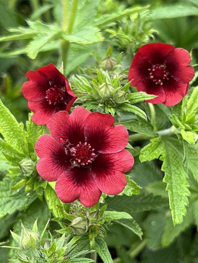 Potentilla thurberi Monarch’s Velvet