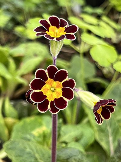 Primula elatior ‘Gold Lace’